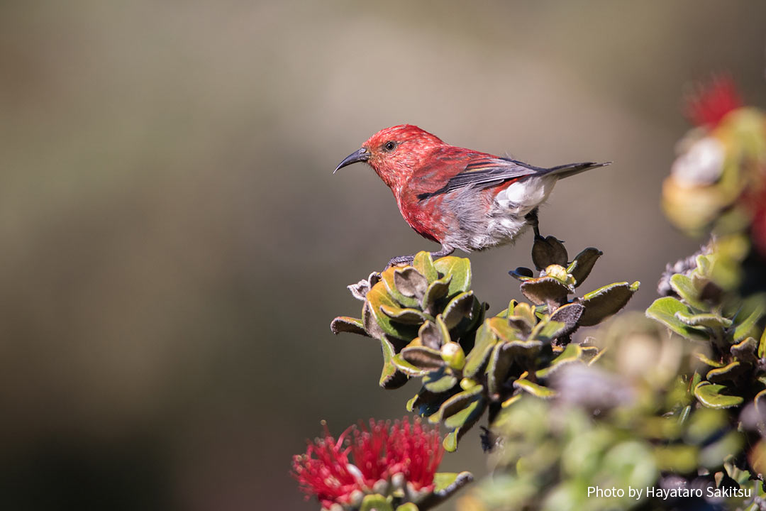 アパパネ(アカハワイミツスイ、Himatione sanguinea)