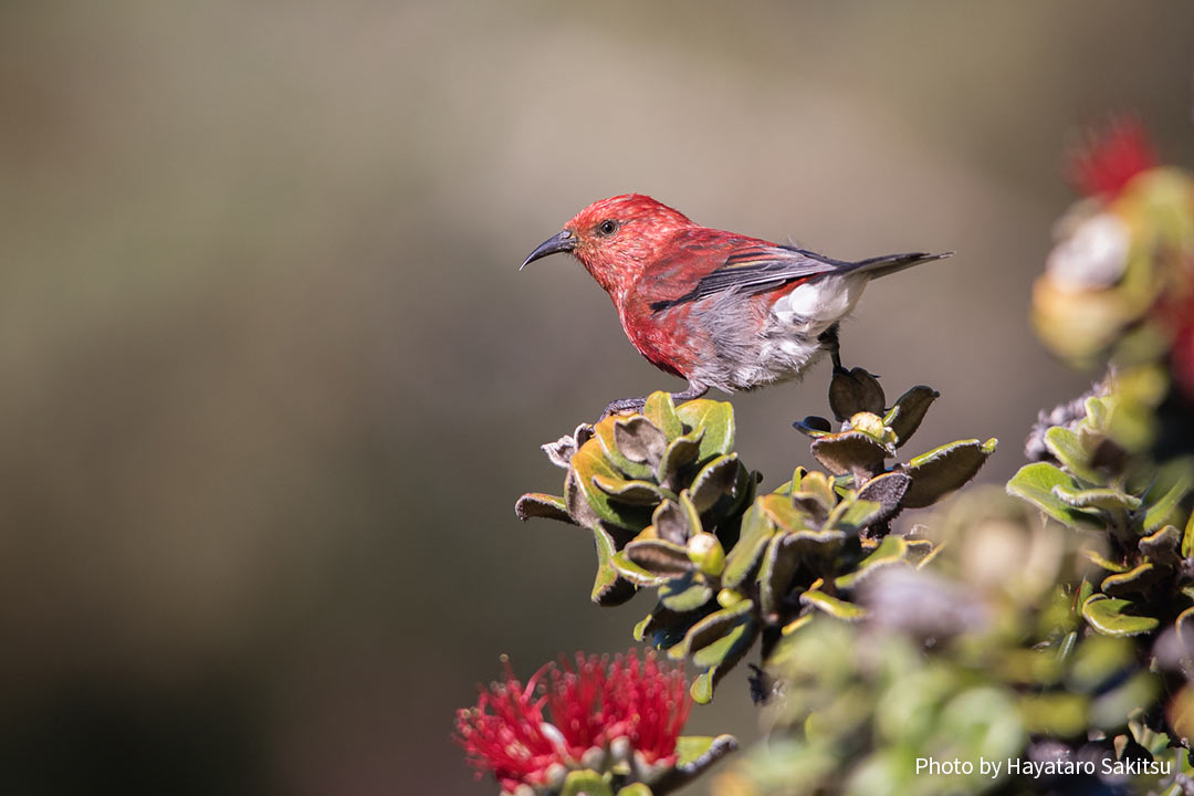 アパパネ（アカハワイミツスイ、Himatione sanguinea）