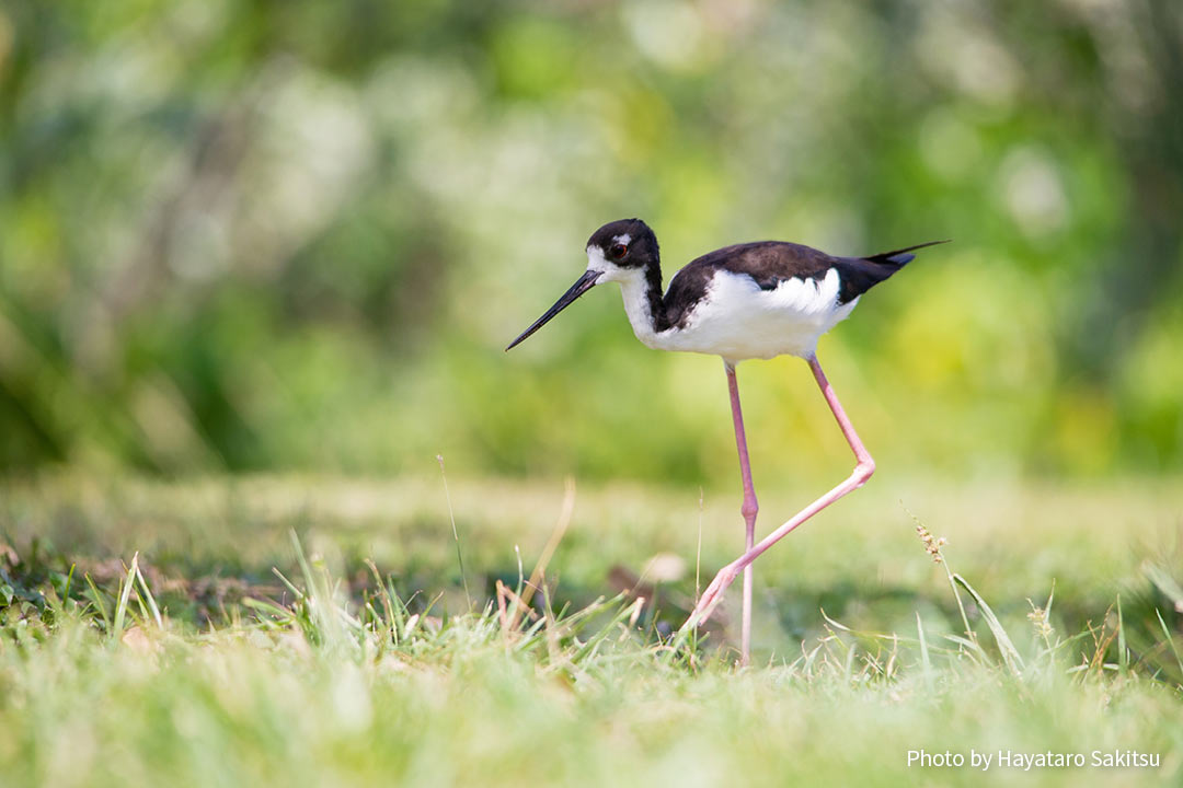 アエオ（クロエリセイタカシギ、Himantopus mexicanus knudseni）