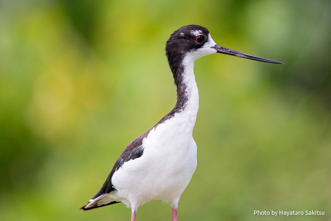 アエオ（クロエリセイタカシギ、Himantopus mexicanus knudseni）