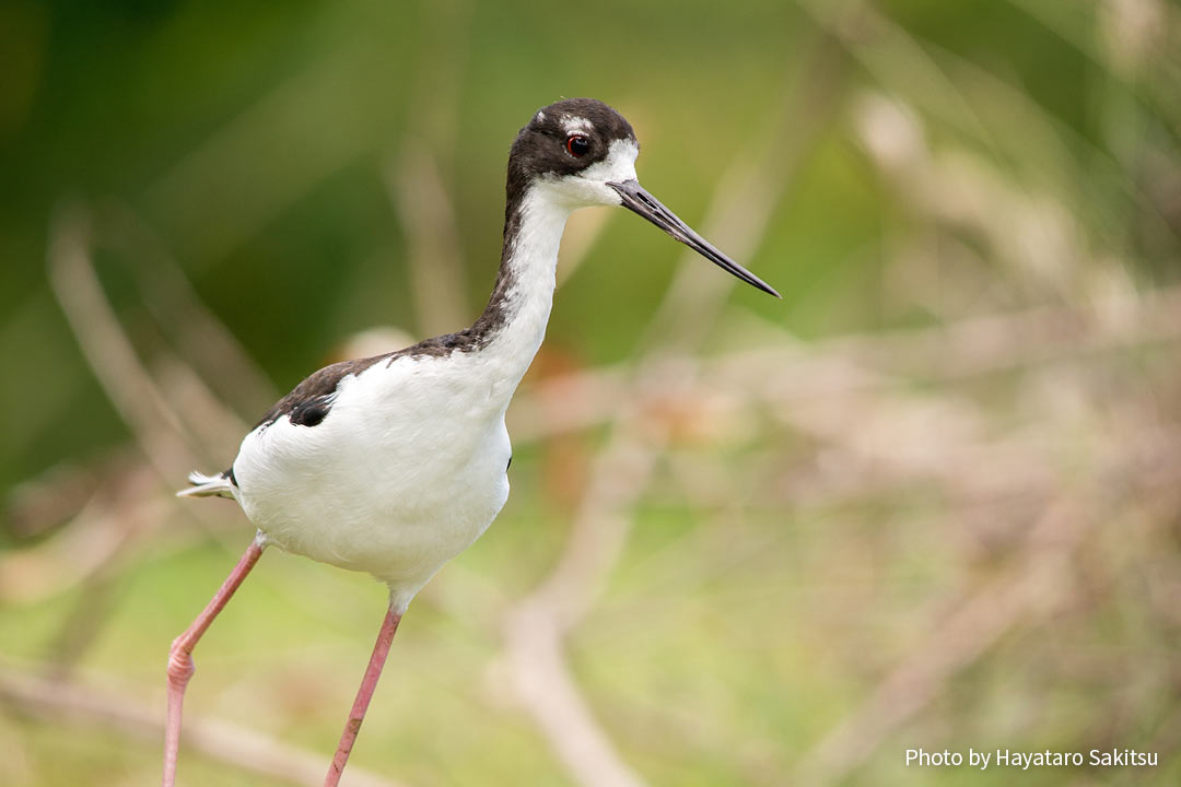 アエオ（クロエリセイタカシギ、Himantopus mexicanus knudseni）