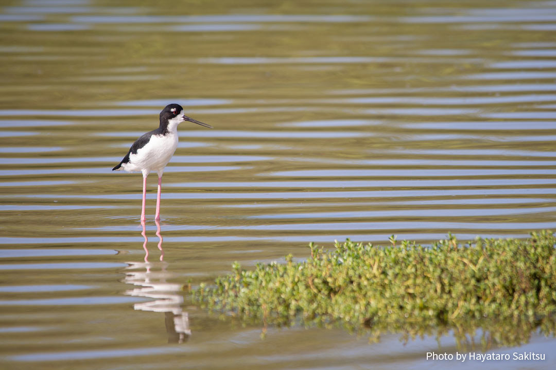 アエオ（クロエリセイタカシギ、Himantopus mexicanus knudseni）