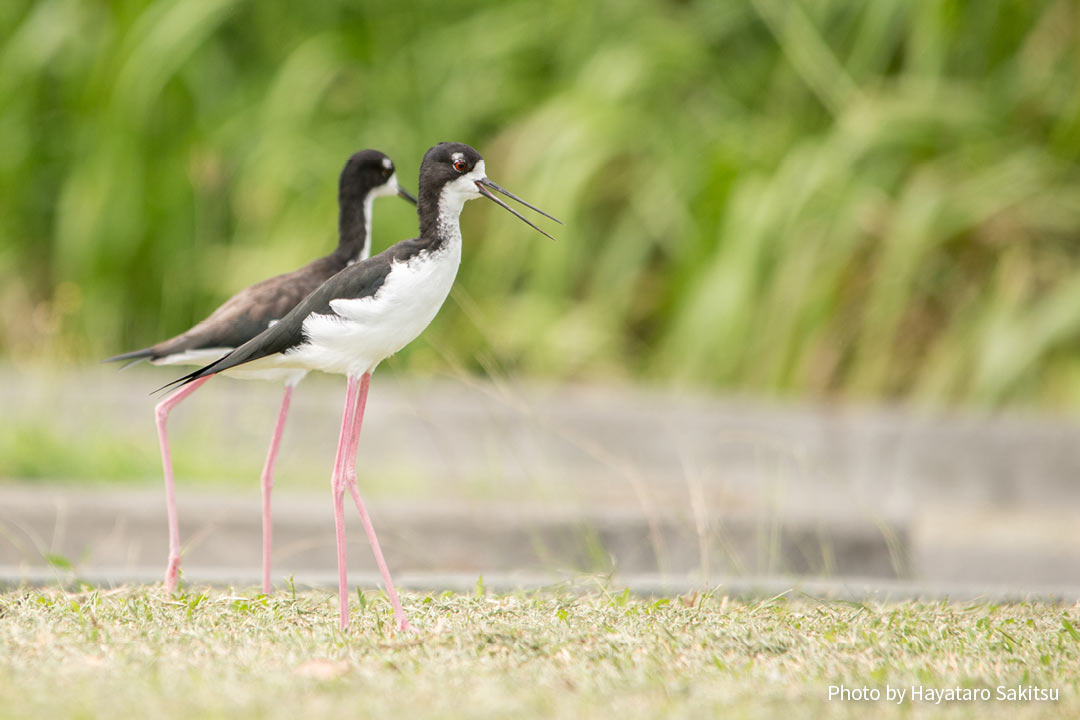 アエオ（クロエリセイタカシギ、Himantopus mexicanus knudseni）