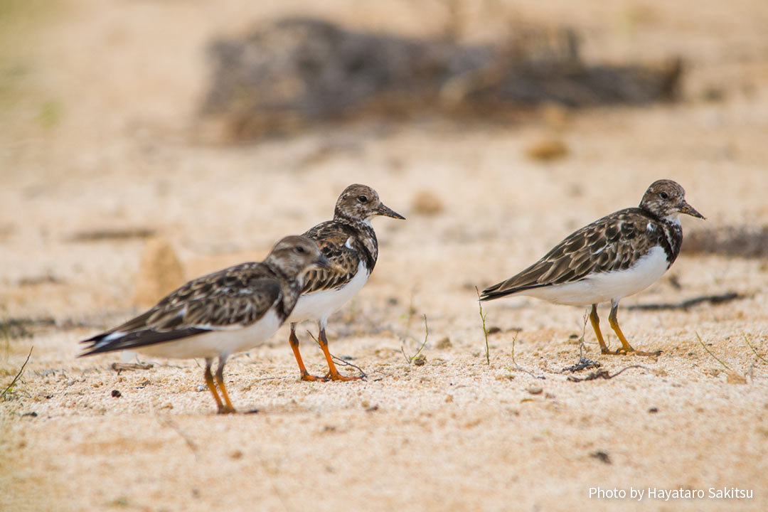 アケケケ(キョウジョシギ、Arenaria interpres)