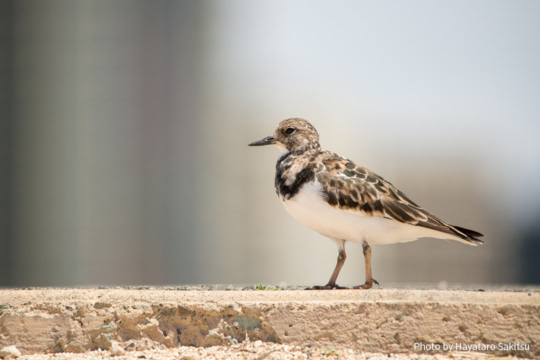 アケケケ(キョウジョシギ、Arenaria interpres)