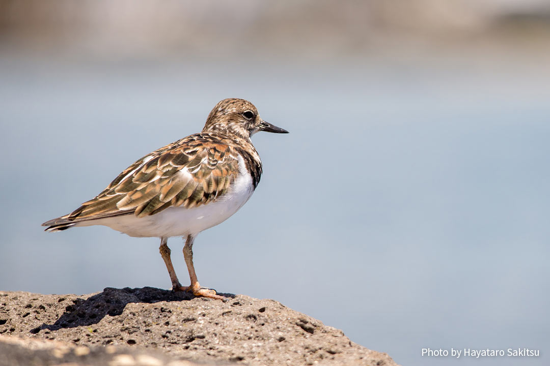 アケケケ(キョウジョシギ、Arenaria interpres)