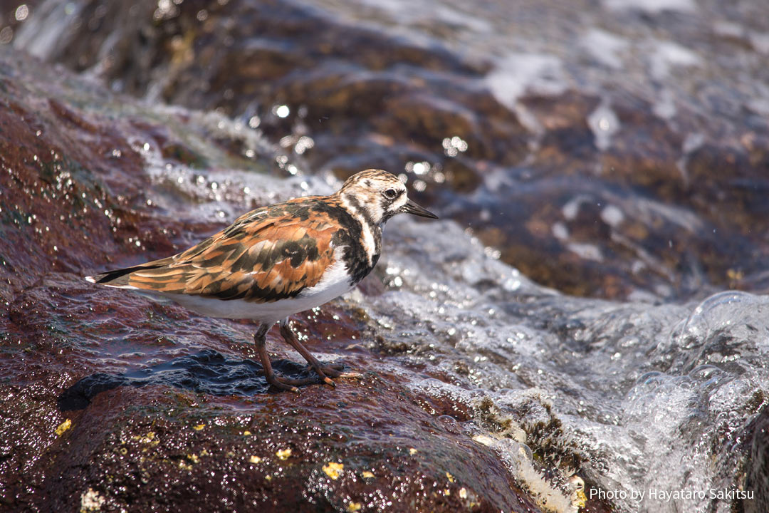 アケケケ(キョウジョシギ、Arenaria interpres)