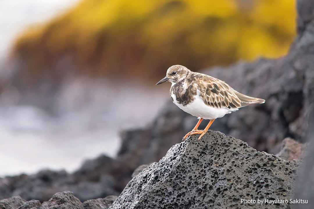 アケケケ キョウジョシギ アヌヘア ハワイの花 植物 野鳥図鑑 Akekeke Or Ruddy Turnstone Arenaria Interpres