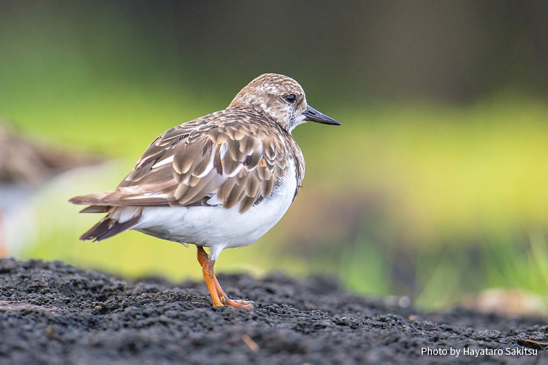 アケケケ(キョウジョシギ、Arenaria interpres)