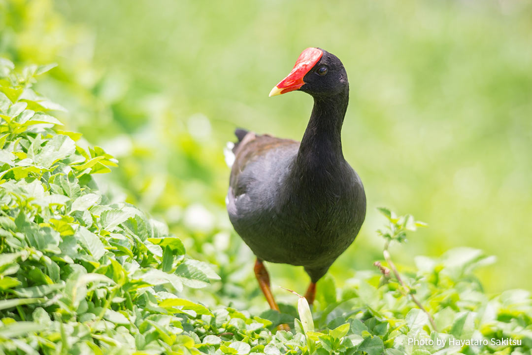 アラエ・ウラ(バン、Gallinula chloropus sandvichensis)
