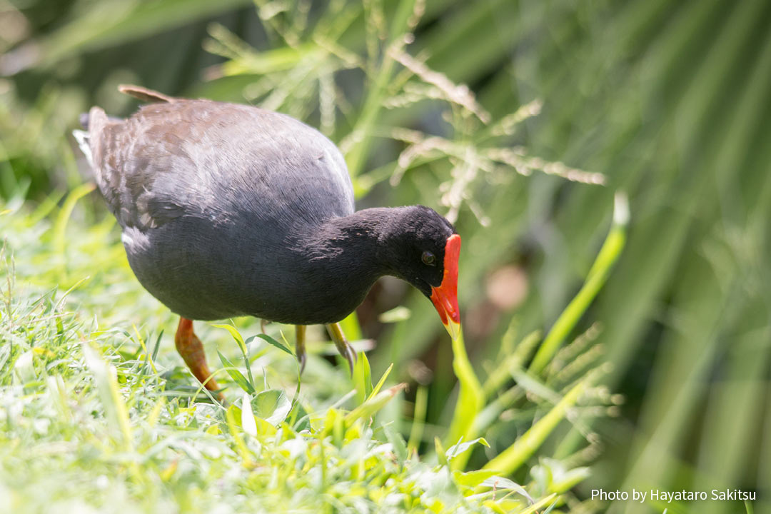 アラエ・ウラ(バン、Gallinula chloropus sandvichensis)