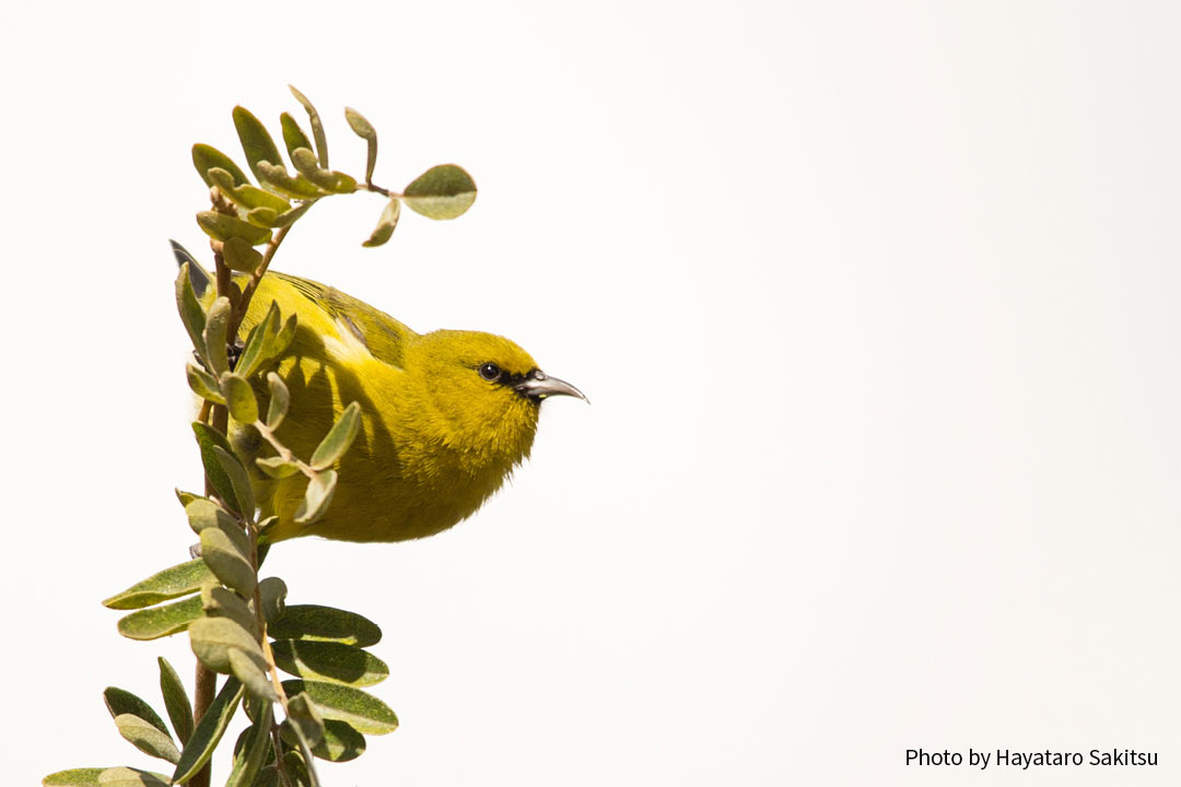 ハワイ・アマキヒ（Chlorodrepanis virens virens）