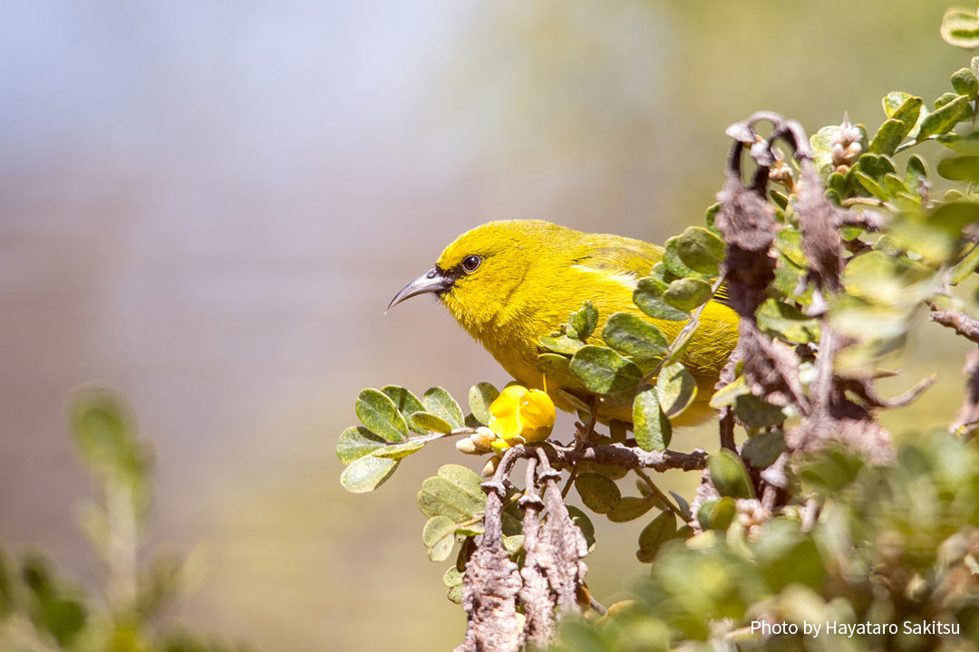 ハワイ・アマキヒ（Chlorodrepanis virens virens）