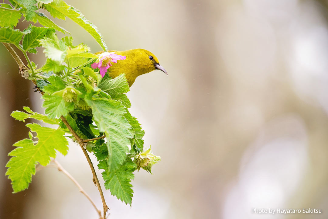 ハワイ・アマキヒ（Chlorodrepanis virens virens）