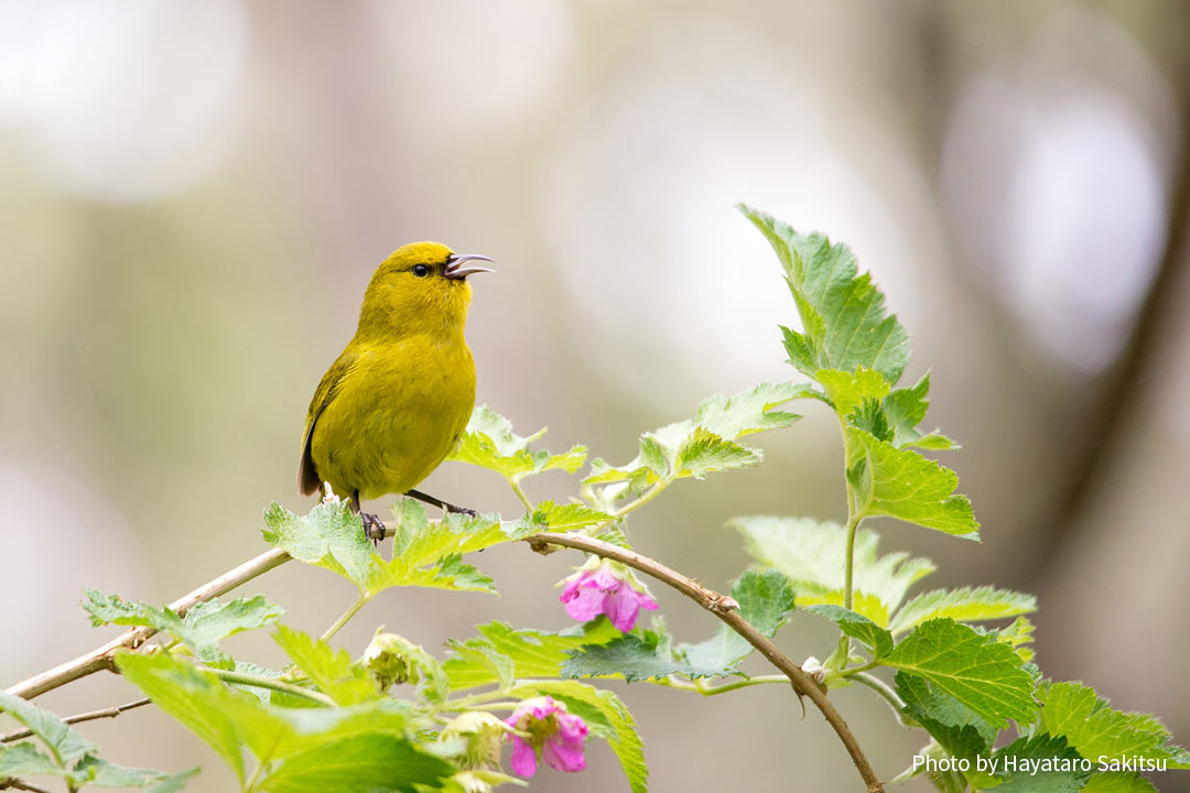 ハワイ・アマキヒ（Chlorodrepanis virens virens）