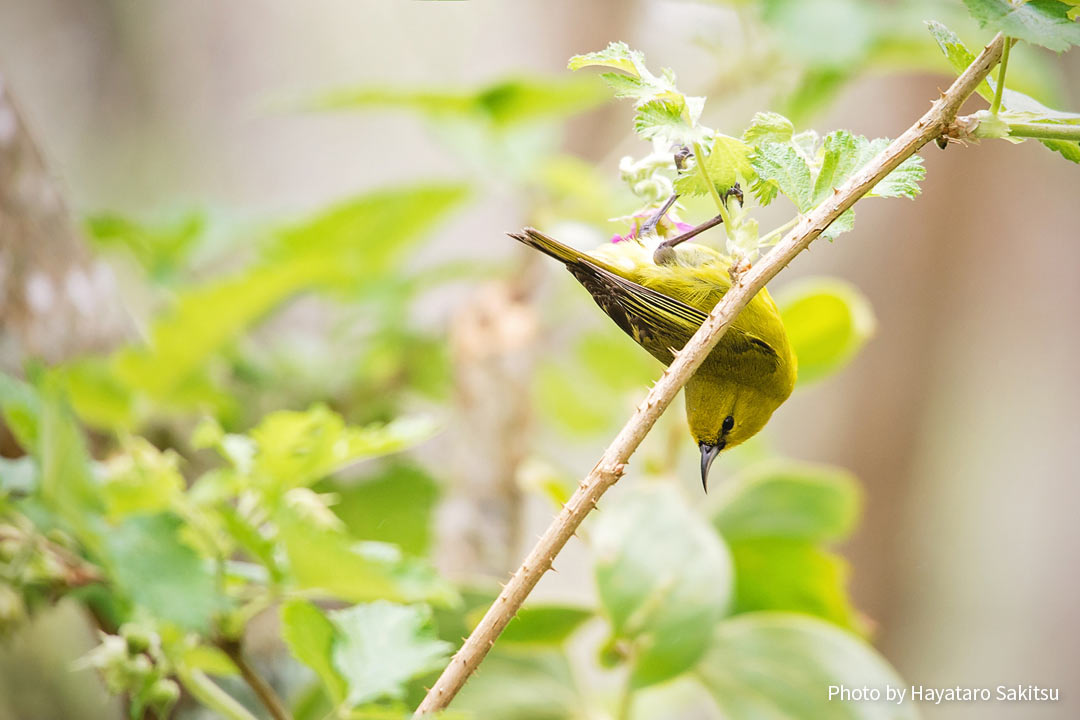 ハワイ・アマキヒ（Chlorodrepanis virens virens）