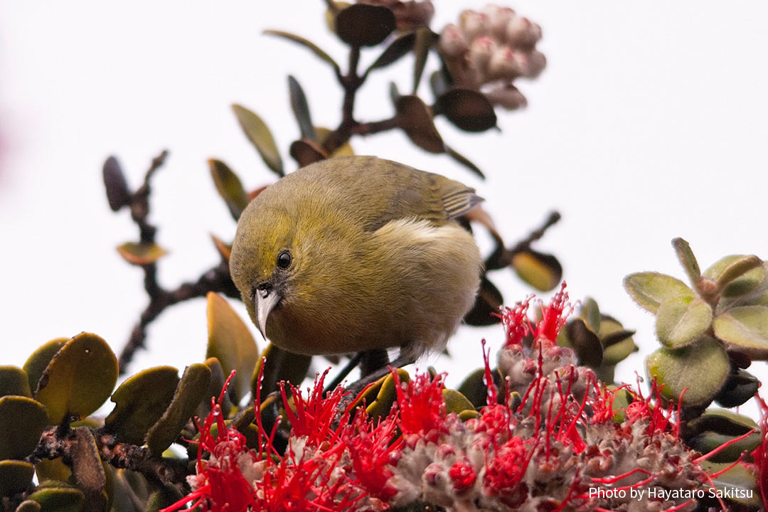 ハワイ・アマキヒ（Chlorodrepanis virens virens）