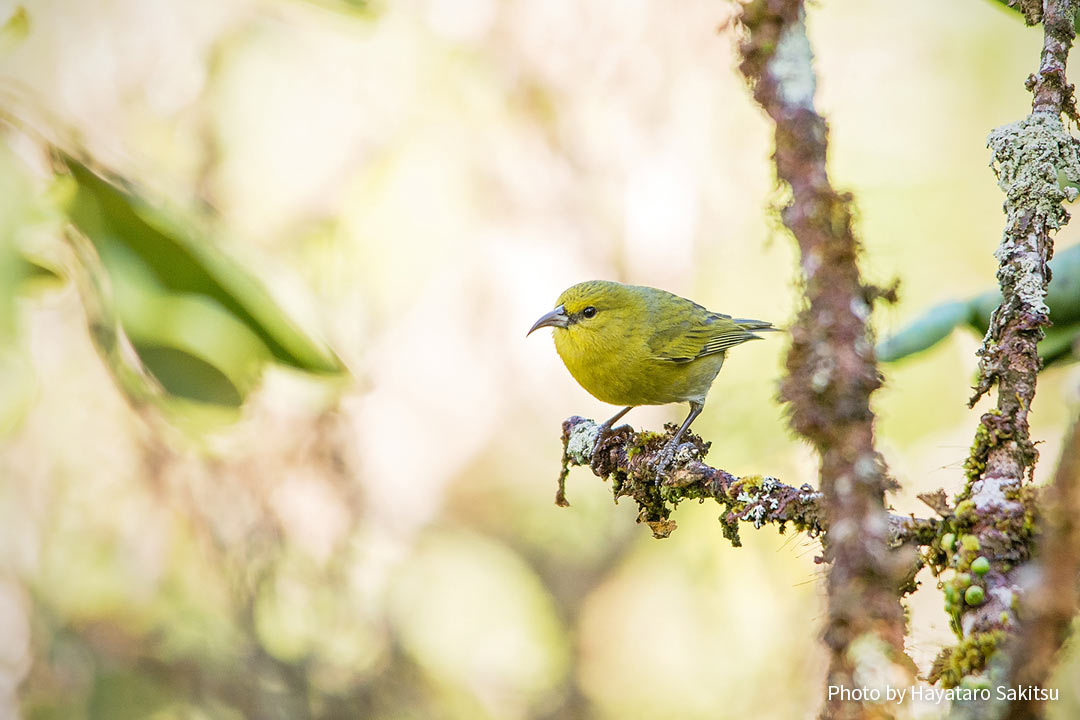 カウアイ・アマキヒ（Chlorodrepanis stejnegeri）