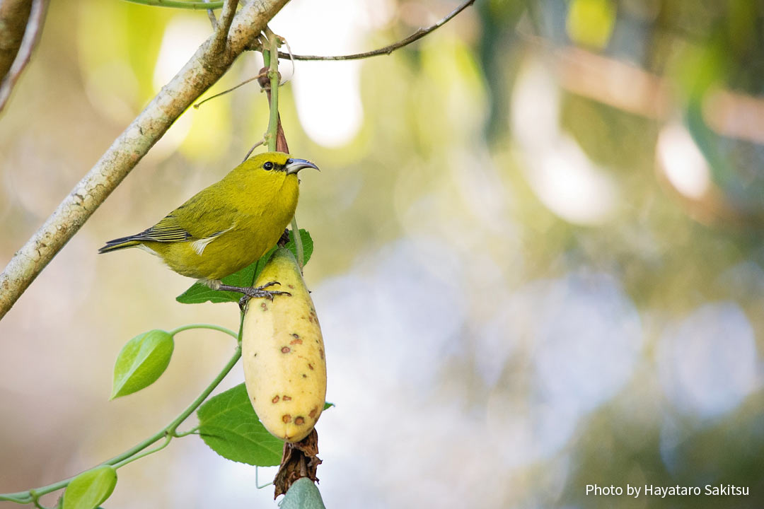 カウアイ・アマキヒ(Chlorodrepanis stejnegeri)