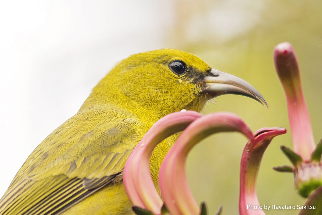 カウアイ・アマキヒ（Chlorodrepanis stejnegeri）