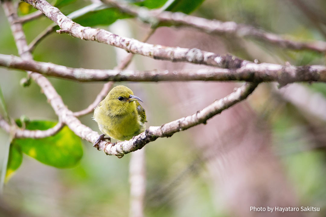 カウアイ・アマキヒ（Chlorodrepanis stejnegeri）