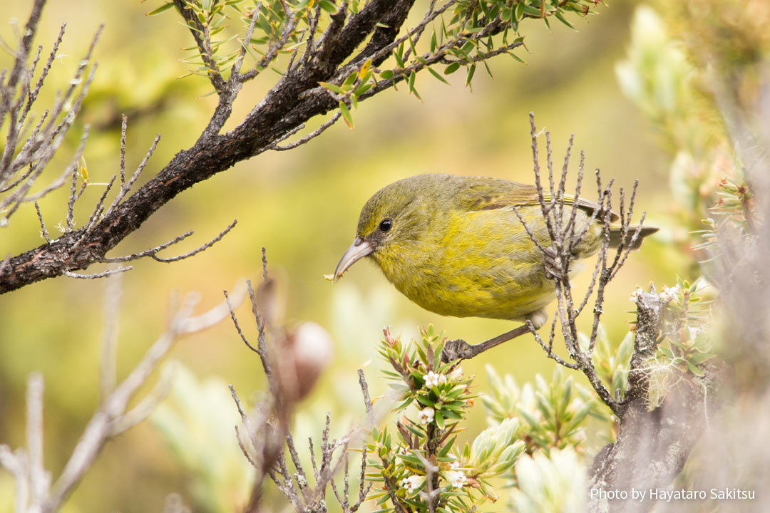 ハワイ・アマキヒ マウイ・ヌイ亜種（Chlorodrepanis virens wilsoni）