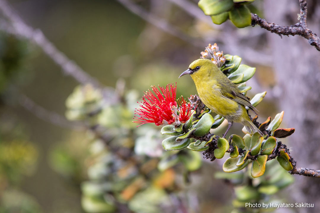 ハワイ・アマキヒ マウイ・ヌイ亜種（Chlorodrepanis virens wilsoni）