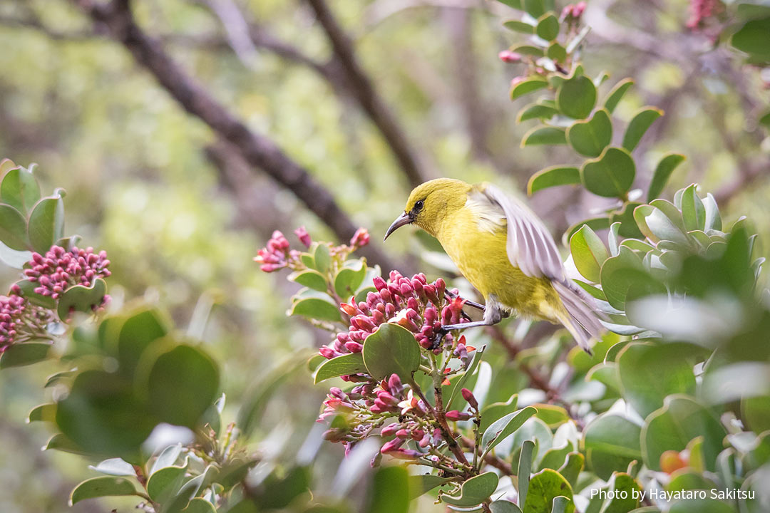 ハワイ・アマキヒ マウイ・ヌイ亜種（Chlorodrepanis virens wilsoni）