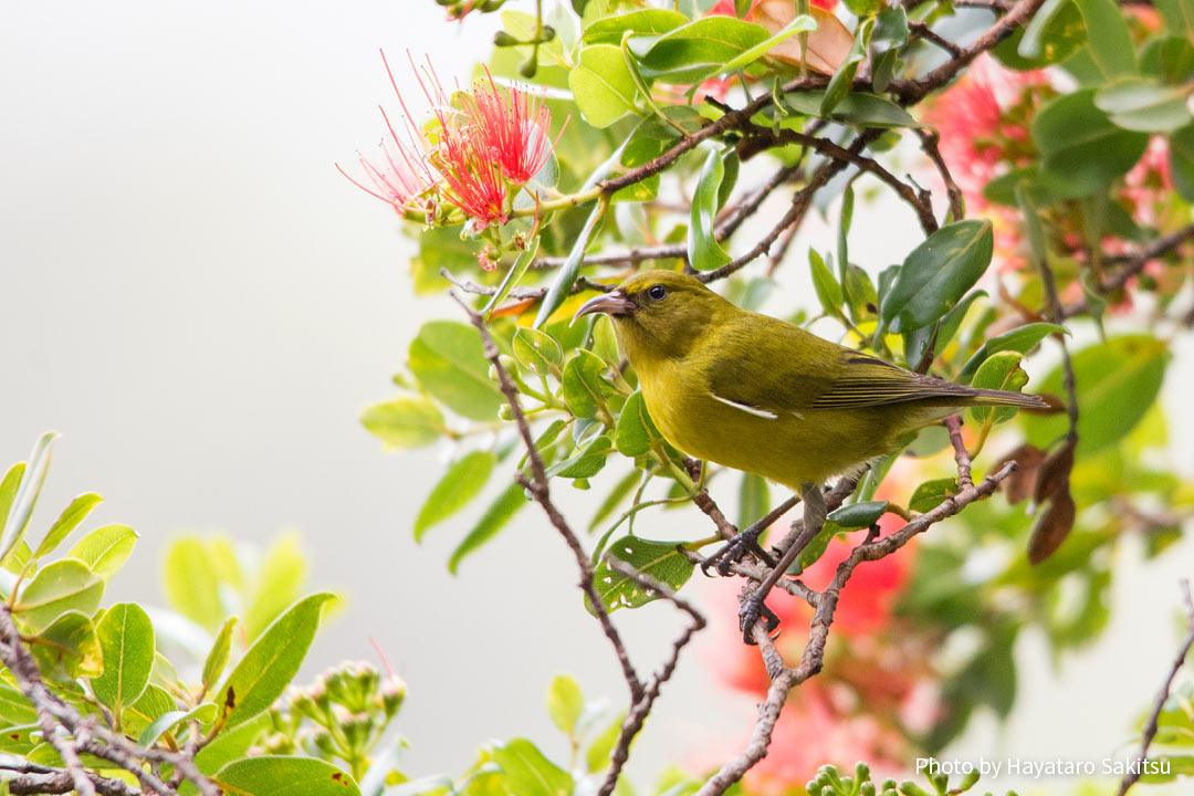 オアフ・アマキヒ（Chlorodrepanis flava）