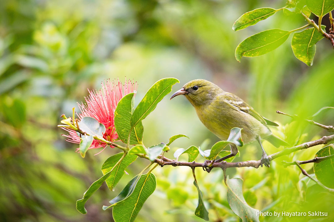 オアフ・アマキヒ（Chlorodrepanis flava）