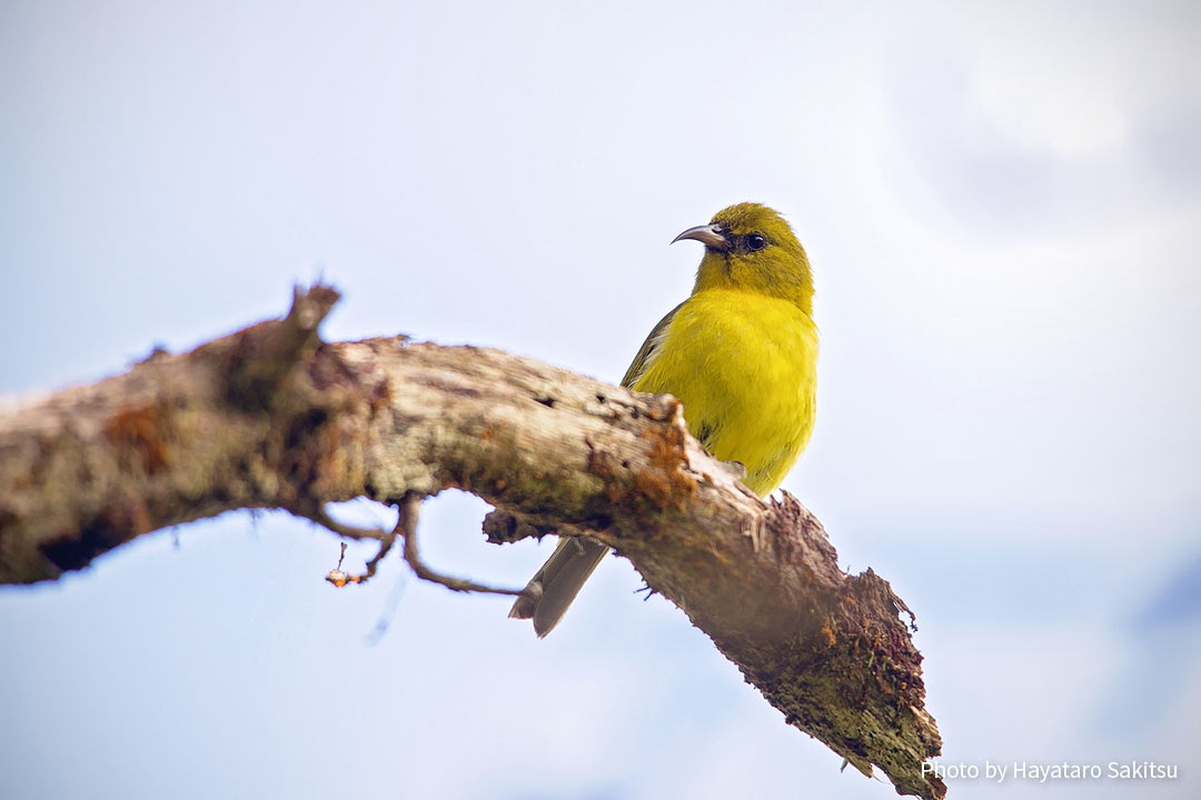 オアフ・アマキヒ（Chlorodrepanis flava）