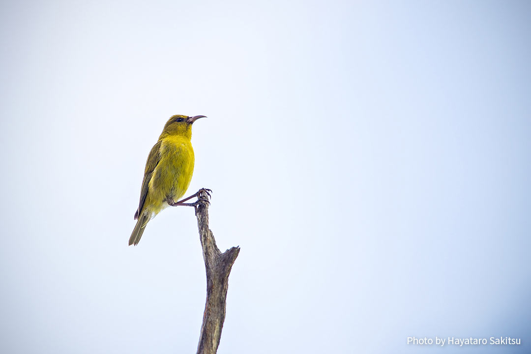 オアフ・アマキヒ（Chlorodrepanis flava）