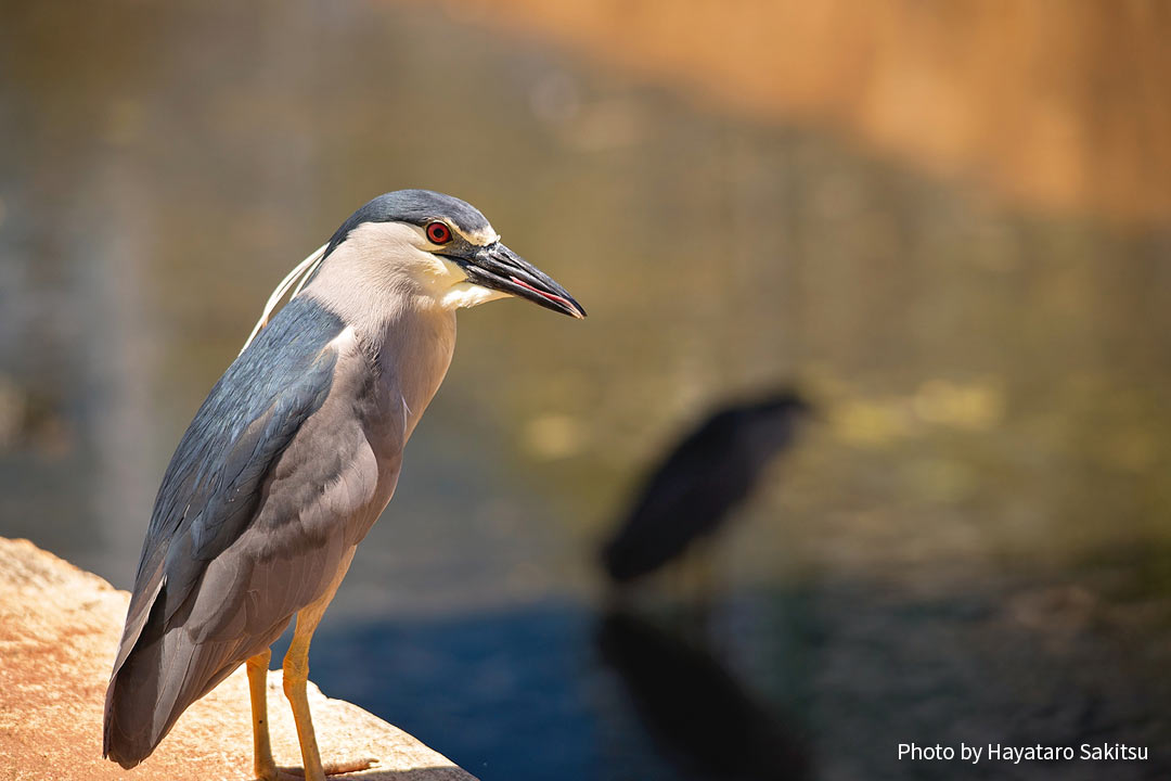 アウクウ(ゴイサギ、Nycticorax nycticorax)