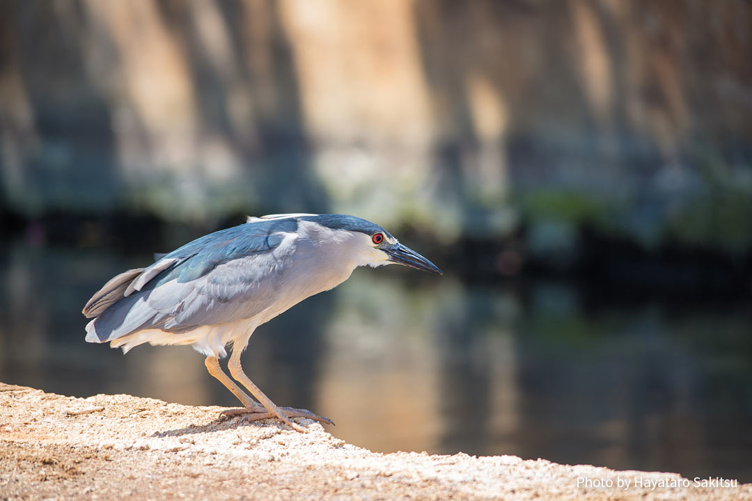 アウクウ(ゴイサギ、Nycticorax nycticorax)