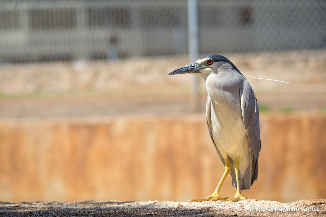 アウクウ（ゴイサギ、Nycticorax nycticorax）