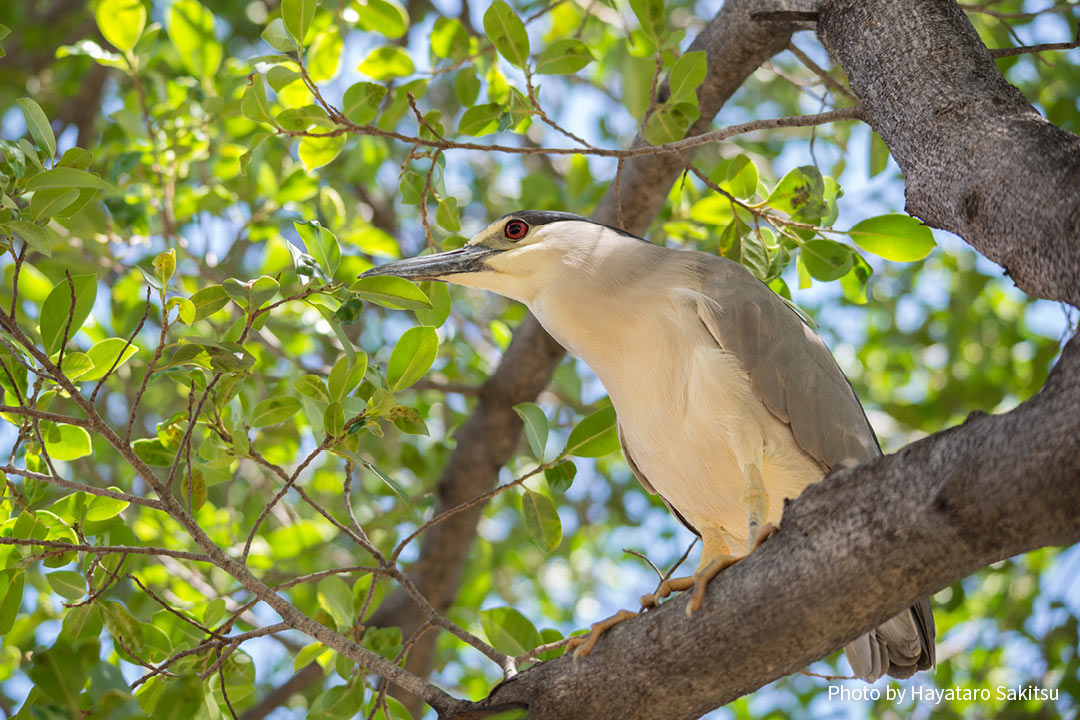 アウクウ(ゴイサギ、Nycticorax nycticorax)