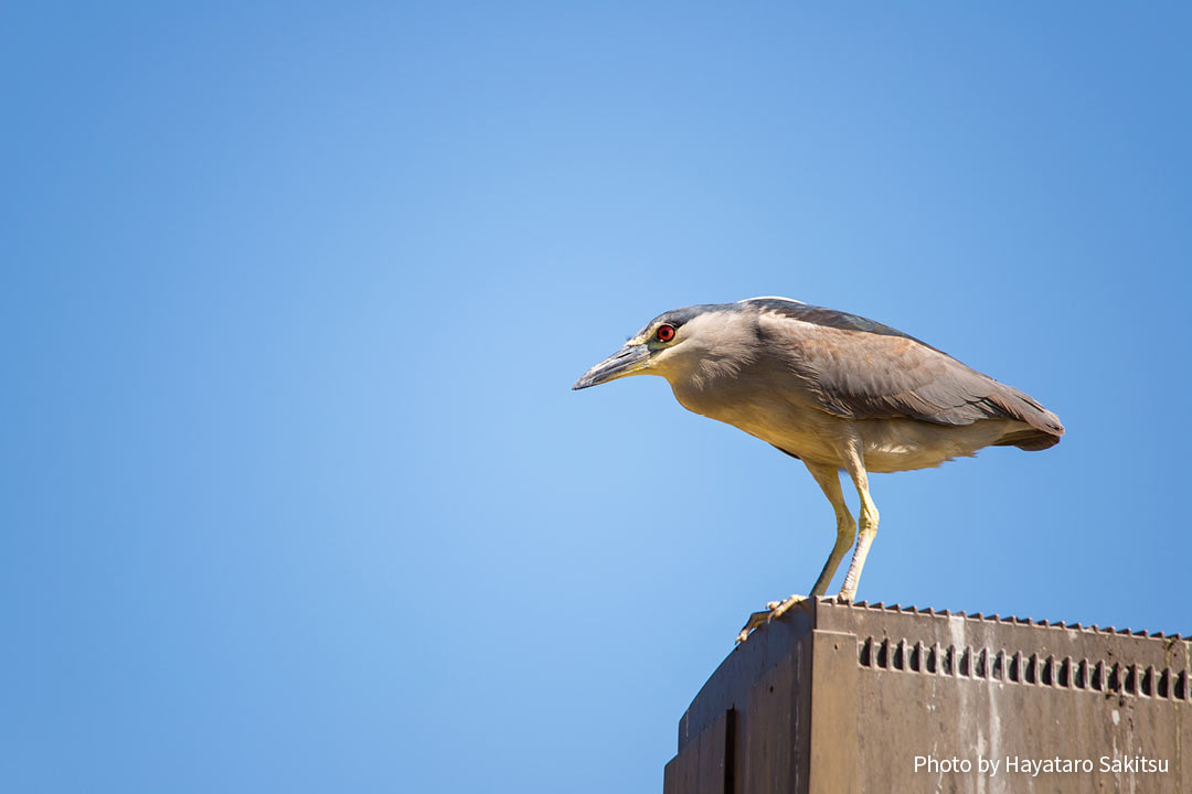 アウクウ(ゴイサギ、Nycticorax nycticorax)