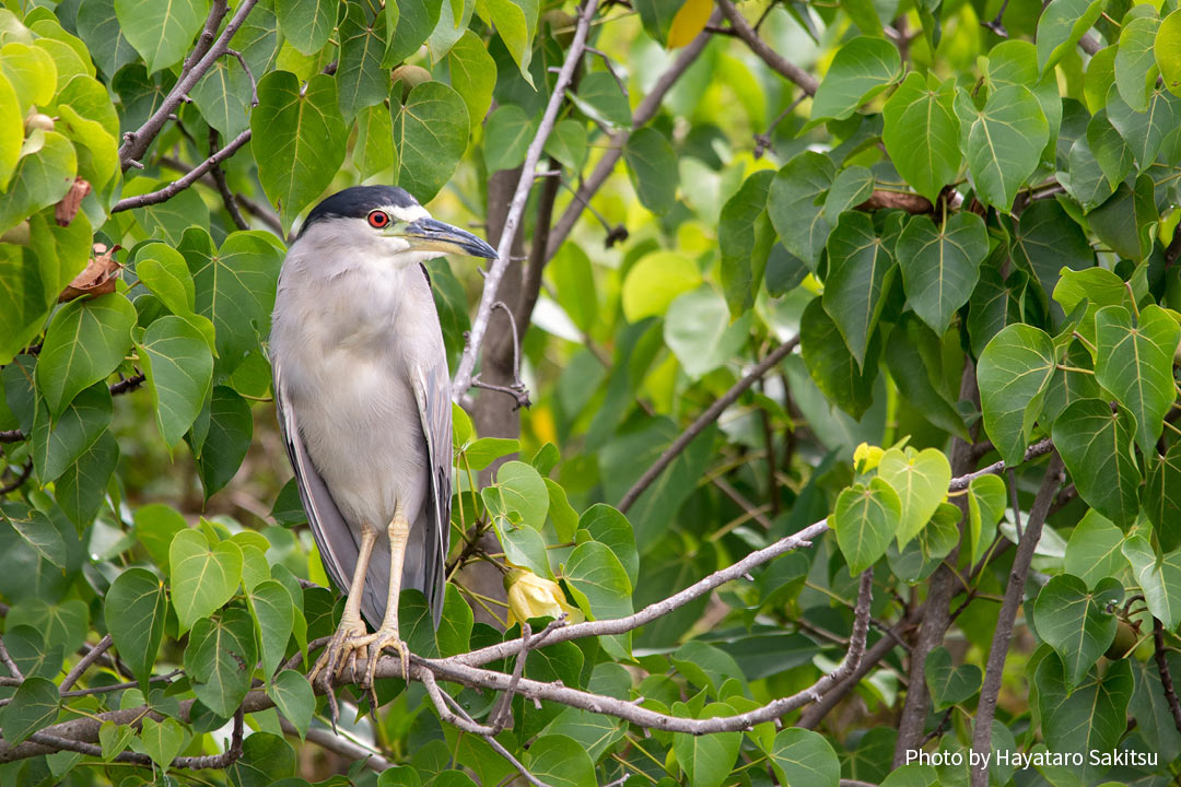 アウクウ(ゴイサギ、Nycticorax nycticorax)