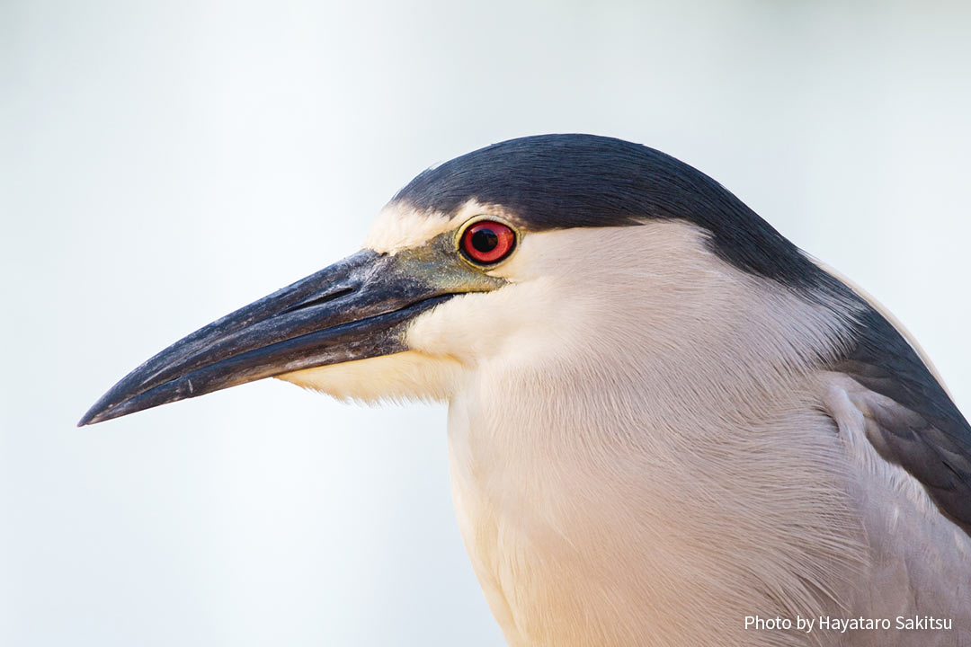 アウクウ（ゴイサギ、Nycticorax nycticorax）