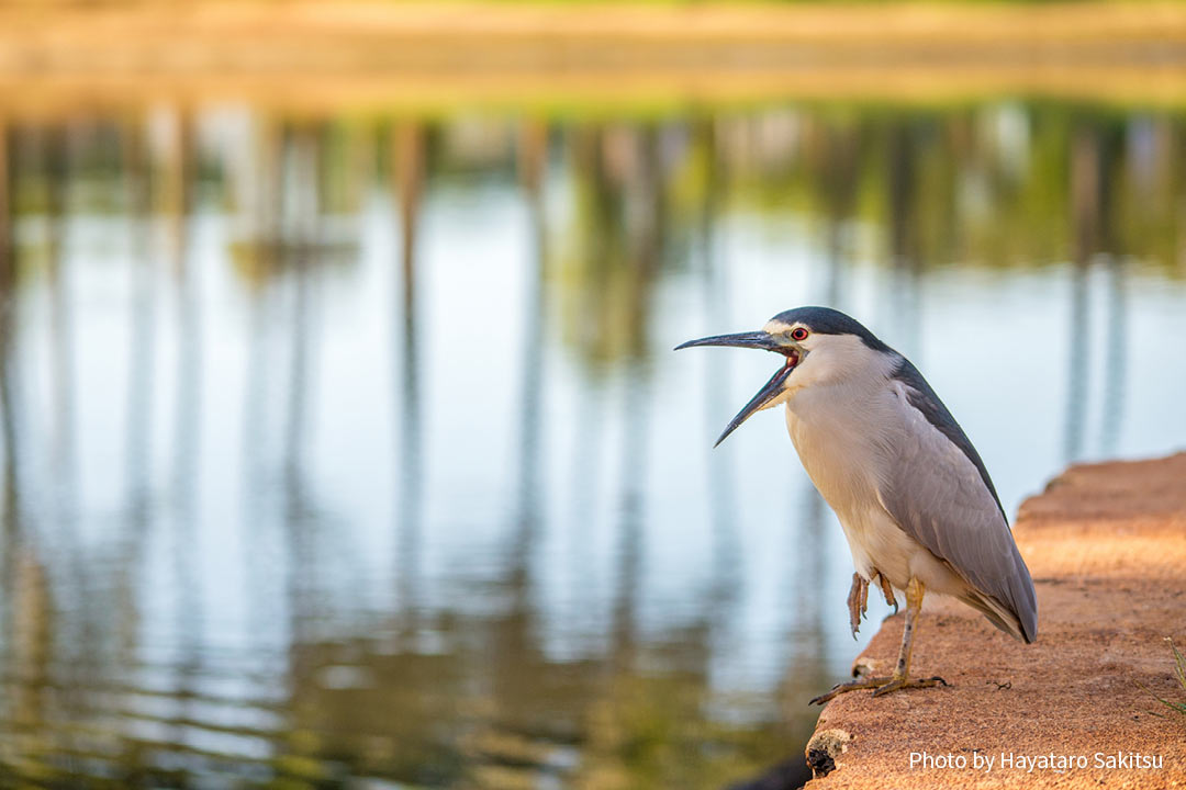 アウクウ(ゴイサギ、Nycticorax nycticorax)