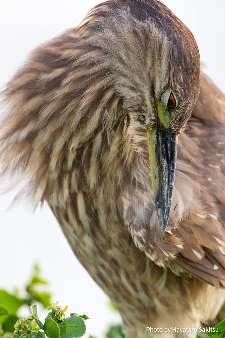 アウクウ(ゴイサギ、Nycticorax nycticorax)