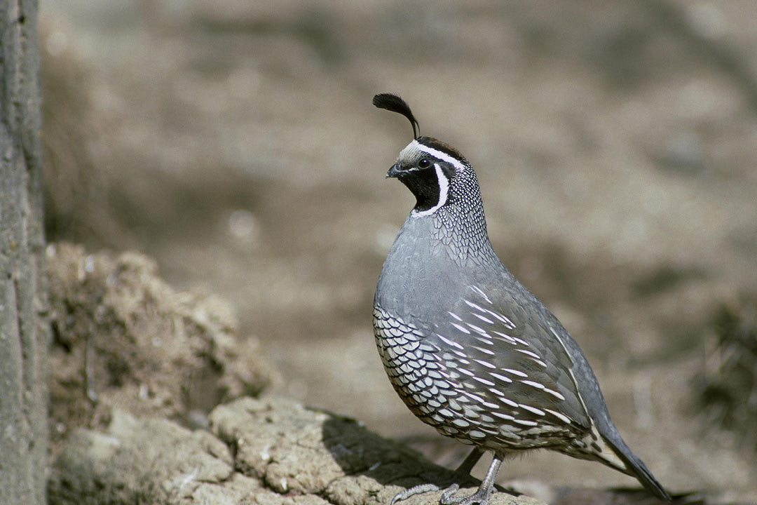 カンムリウズラ アヌヘア ハワイの花 植物 野鳥図鑑 California Quail Callipepla Californica