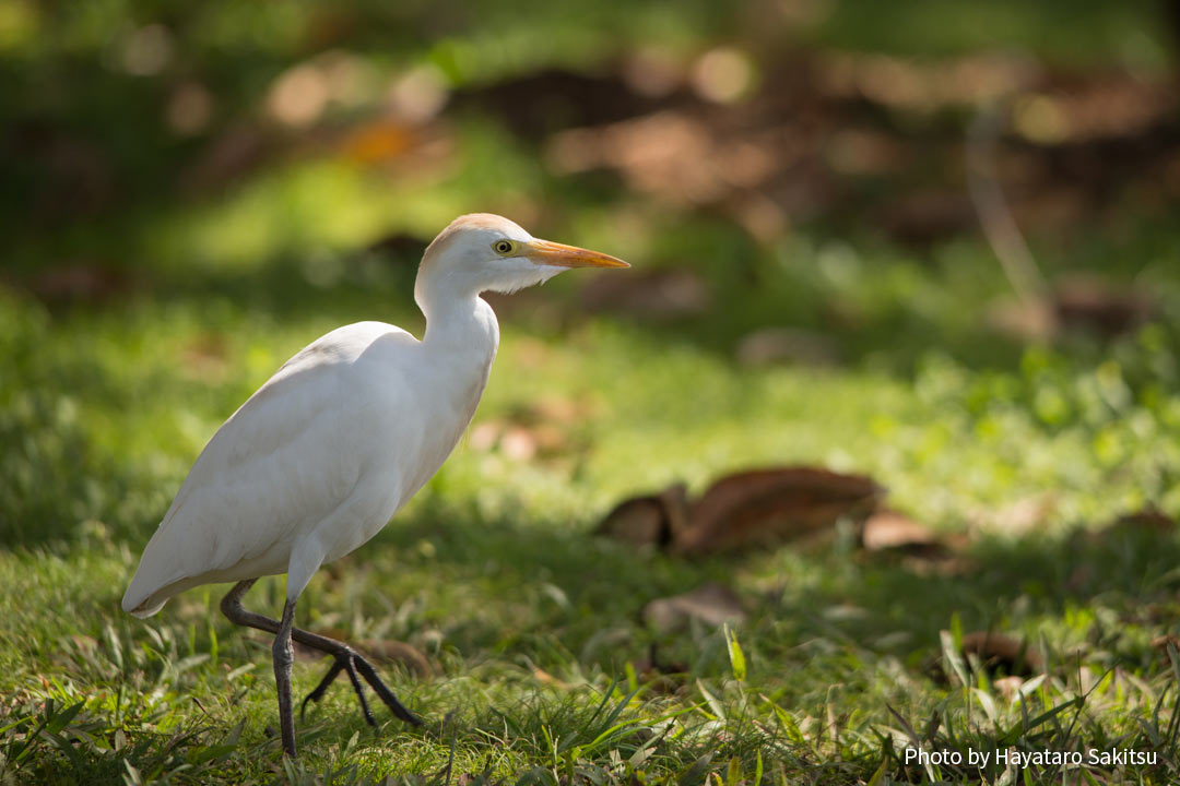 アマサギ（Bubulcus ibis）