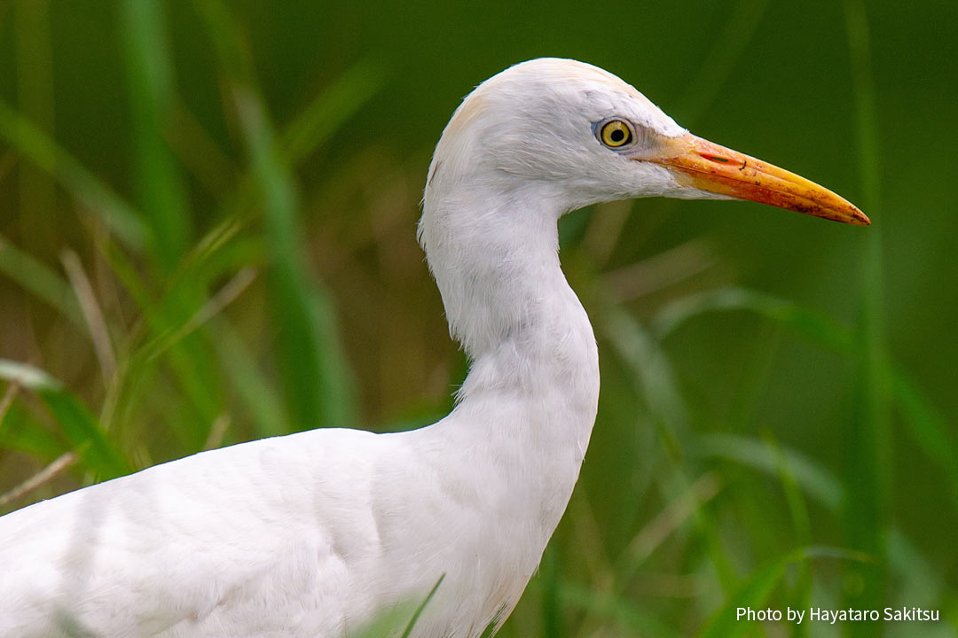 アマサギ（Bubulcus ibis）