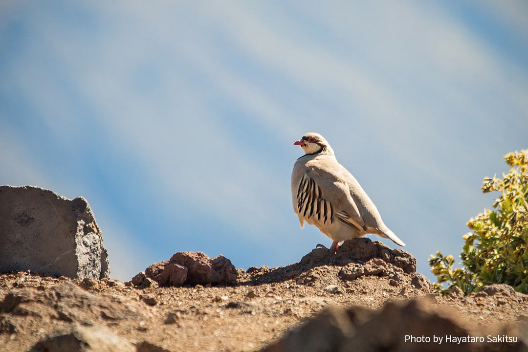 イワシャコ（Alectoris chukar）