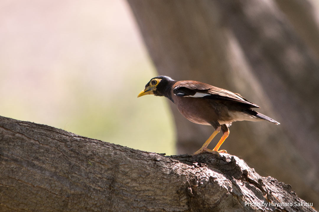 インドハッカ（カバイロハッカ、Acridotheres tristis）