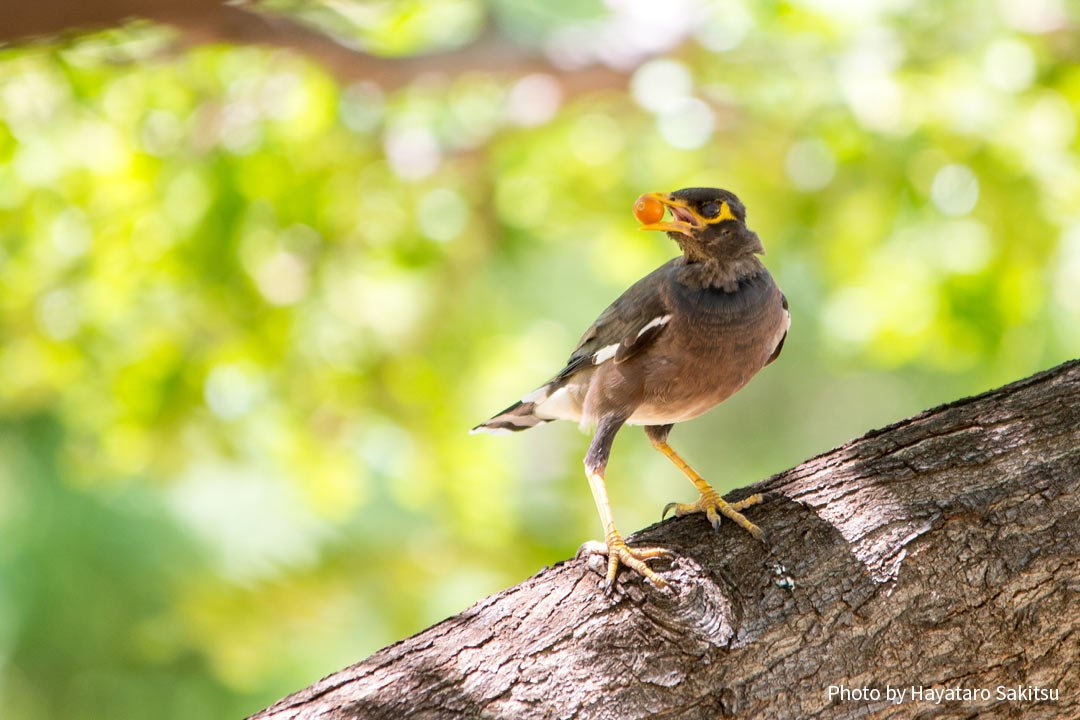 インドハッカ（カバイロハッカ、Acridotheres tristis）