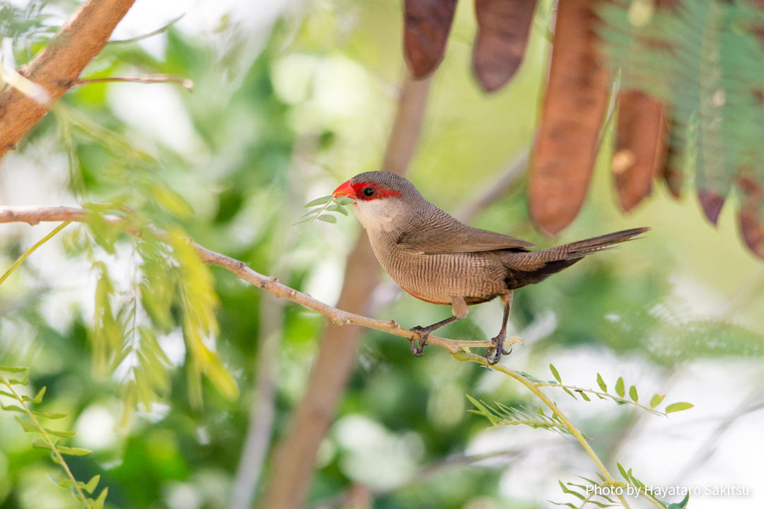 オナガカエデチョウ(Estrilda astrild)