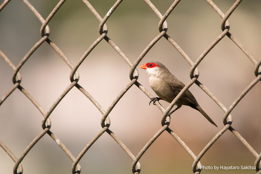 オナガカエデチョウ(Estrilda astrild)