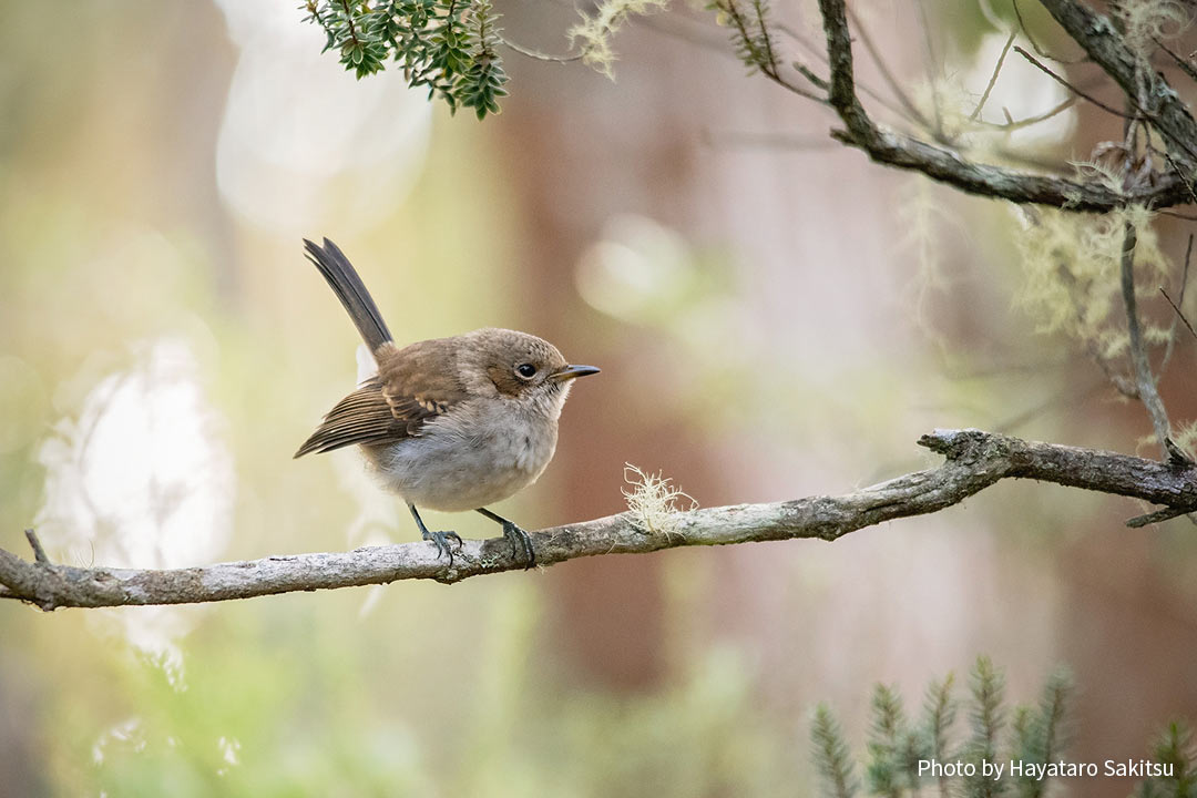 ハワイ・エレパイオの未成鳥